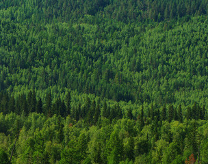 Fototapeta na wymiar Siberia, taiga - Wildlife, mixed forest. Woods background