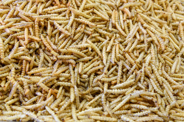 Fried or bake bamboo worm, pupae in Bamboo, eating insect culture as snack  in Thailand. Background pile of cook bamboo worm. 