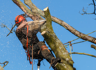 Chainsaw in use by a tree surgeon high up in a tree being felled.  Sawdust and chippings are flying...