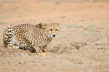Cheetah Hunting in a South Africa Savannah, Kruger National Park