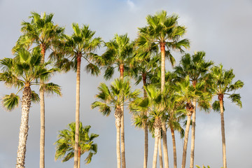 Obraz premium Sunlit tall palm trees against a grey stormy sky