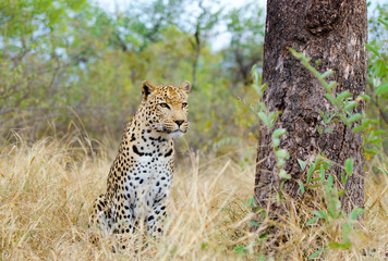 African Leopard, Panthera Pardus, resting in a tree. Big cat in Kruger National Park, South Africa
