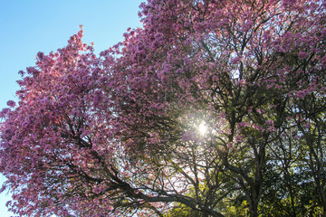 Hojas rosadas