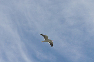 Oiseau dans les nuages .