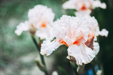 Iris aux teintes pastelles