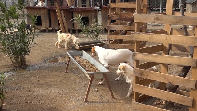 4K Greedy dog does not let others eat from its crib, audio