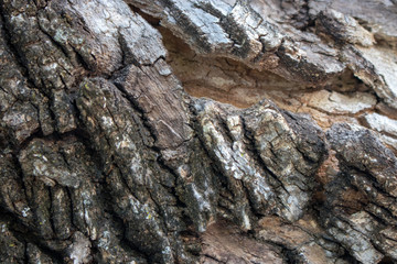 Bark