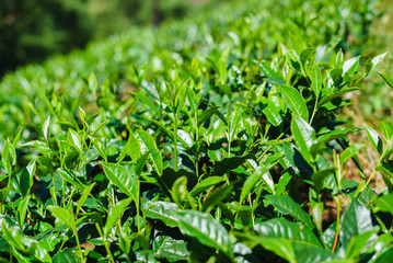 Fototapeta na wymiar closeup fresh green tea leaves plantation of Sri Lanka