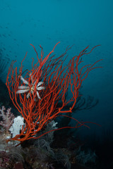 Fototapeta na wymiar Gorgonion and Crinoid Still Life on the Reef