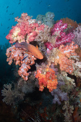 Fototapeta na wymiar Soft Coral Bommie with Fish