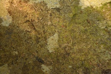 dry moss on stone in nature texture and background