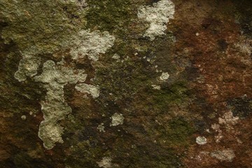 dry moss on stone in nature texture and background