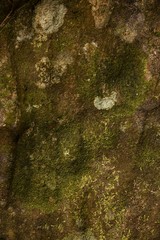 dry moss on stone in nature texture and background