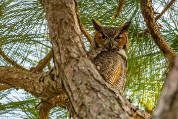 Great horned owl staring below from a tall pine tree
