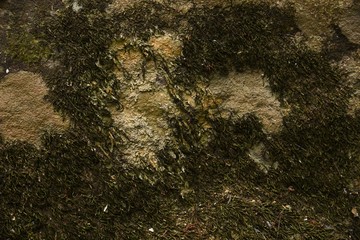 dry moss on stone in nature texture and background