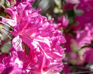 Beautiful close up of pink azaleas in full bloom in Florida