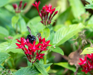 Pentas flowers with red blooms graced with a black bee pollinating