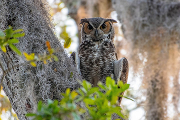 Male great horned owl perched in a tree watching over his new baby twin owls