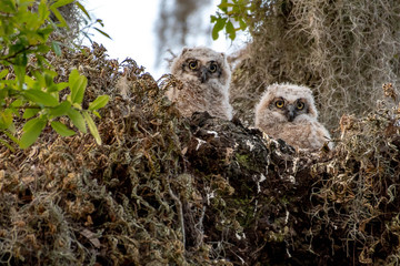 Fototapeta premium Owls - great horned owl babies looking out of the nest 