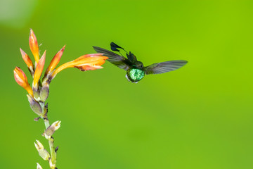 Booted Racket-tail Hummingbird (Ocreatus underwoodii), Tandayapa, Ecuador