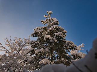 Verschneiter Baum am Morgen bei Sonnenschein