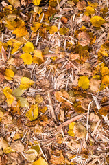 yellow autumn leaves on the wood chips. background, nature.