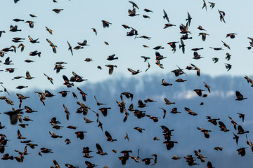 Red Winged Blackbird (Agelaius phoeniceus) migration flies in amazing formation over farmlands on a late winter morning