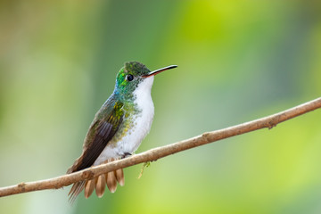 Andean Emerald Hummingbird (Amazilia franciae), Tandayapa Area, Ecuador