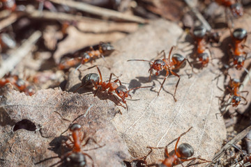 funny group of ants close up portrait working day of their life and relationships in a team on a bright sunny day. soft focus and copy space