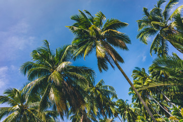 Fototapeta na wymiar Palm tree against the blue sky