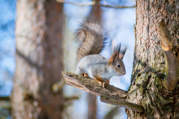 Hungry and funny one wild squirrel sitting on a tree in the spring forest