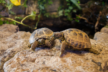 Two young pet tortoises interacting on a planted wall