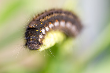 unique hairy black caterpillar with yellow spots close-up portrait sitting on blade of grass on green background on bright summer sunny day. soft focus and copy space