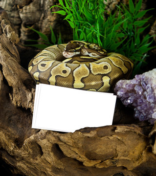 Ball python business card mock-up . Template for branding identity Pet shop, breeder, veterinarian.