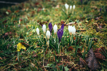 First daffodils of the year