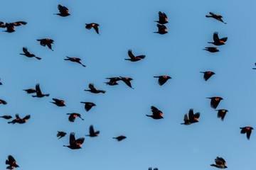 Red Winged Blackbird (Agelaius phoeniceus) migration flies in amazing formation over farmlands on a late winter morning