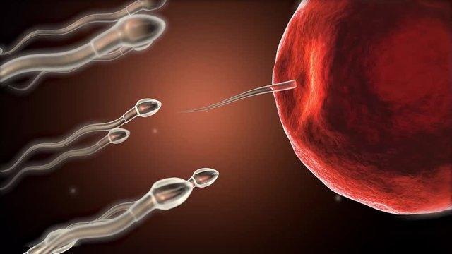 Fertilization of human egg cell by sperm cell spermatozoon