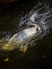 A Sea Lion catching a Salmon in Alaska. 