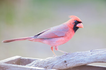 Northern cardinal perched on a feeder outside backyard home