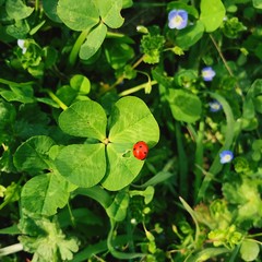 coccinella sul quadrifoglio magico fortuna