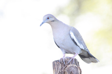 White winged dove perched on a trunk backyard home feeder white background