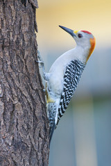 Melanerpes aurifrons golden fronted woodpecker perched on a trunk oa