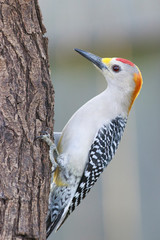 Melanerpes aurifrons golden fronted woodpecker perched on a trunk oa