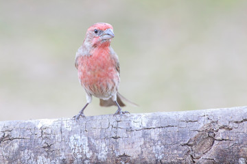 House finch perched on a trunk backyard home feeder outside
