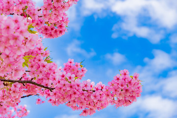 河津桜　静岡県賀茂郡河津町　河津桜まつり