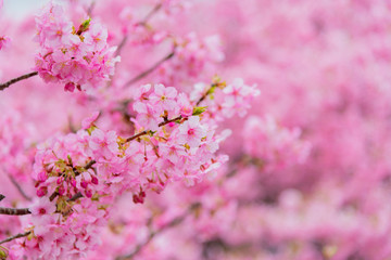 河津桜　静岡県賀茂郡河津町　河津桜まつり
