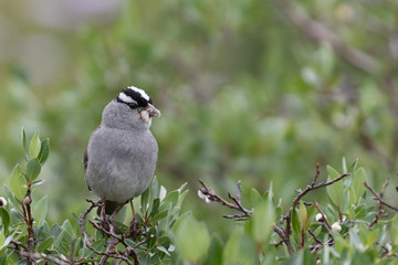 A white-crowned sparrow enjoys a snack in Wyoming's Snowy Range Mountains