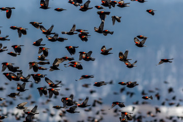 Red Winged Blackbird (Agelaius phoeniceus) migration flies in amazing formation over farmlands on a...
