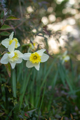 daffodils in the garden