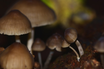 Mushrooms